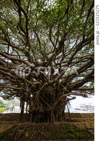 崇元寺のガジュマル 121525275