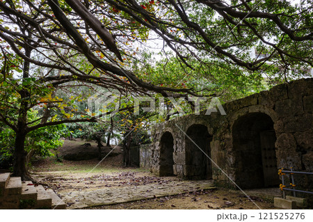 崇元寺のガジュマル 121525276