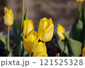 黄色のチューリップ 121525328