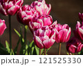 赤白のチューリップ 121525330