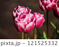 赤白のチューリップ 121525332
