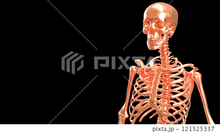 The Copper  skeleton on black background for education or sci concept 3d rendering. 121525337