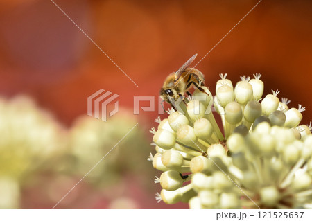 ヤツデの花とミツバチ ヤツデの花とミツバチ 121525637