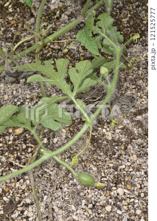 天空の農園のピノガール 121525777