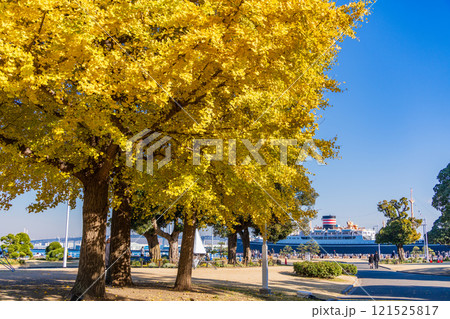 【神奈川県】横浜みなとみらい・綺麗に紅葉した山下公園の銀杏 121525817