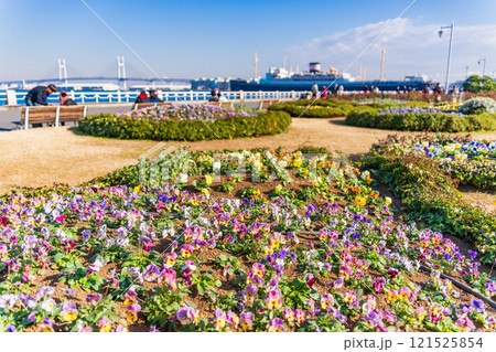 【神奈川県】横浜みなとみらい・冬の山下公園 121525854