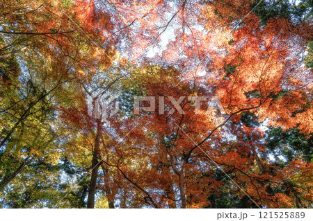 紅葉最盛期の成田山新勝寺 121525889