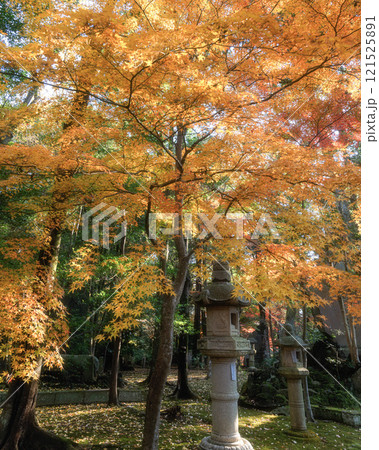 紅葉最盛期の成田山新勝寺 121525891