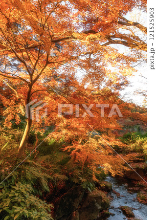 紅葉最盛期の成田山新勝寺 紅葉最盛期の成田山新勝寺 121525903