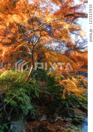 紅葉最盛期の成田山新勝寺 紅葉最盛期の成田山新勝寺 121525910