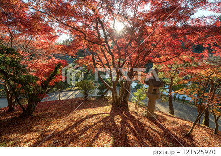 紅葉最盛期の成田山新勝寺 紅葉最盛期の成田山新勝寺 121525920