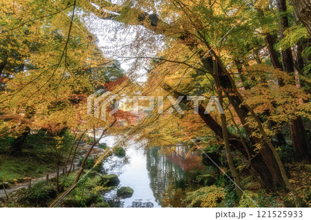 紅葉最盛期の成田山新勝寺 121525933