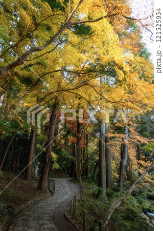 紅葉最盛期の成田山新勝寺 121525934