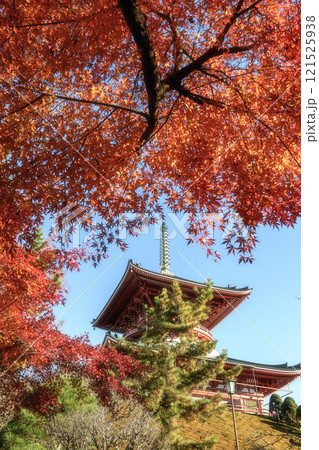 紅葉最盛期の成田山新勝寺 121525938