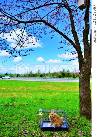 花見に連れて来たペットのウサギ 花見に連れて来たペットのウサギ 121525967