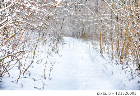 Astonishing view of winter road in the forest. 121526003