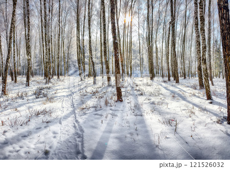 Incredible  landscape with snow-covered birch trees in city park. 121526032