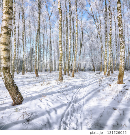 Majestic landscape with snow-covered birch trees in city park. 121526033
