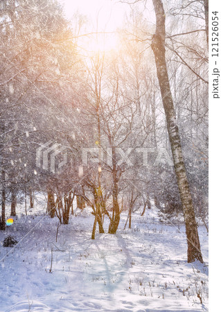 Incredible  landscape with snow-covered birch trees in city park. 121526054