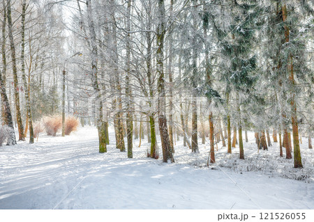 Majestic landscape with snow-covered trees in the city park. Majestic landscape with snow-covered trees in the city park. 121526055