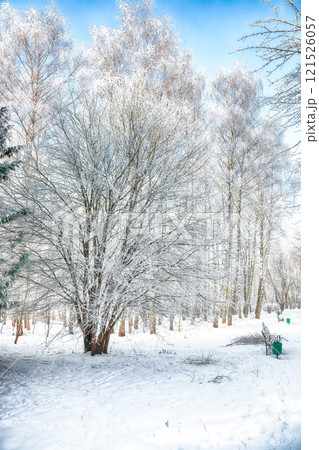 Majestic landscape with snow-covered trees in the city park. 121526057