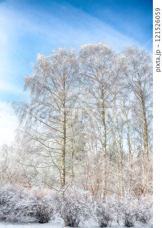 Incredible landscape with snow-covered birch trees in city park. Incredible landscape with snow-covered birch trees in city park. 121526059