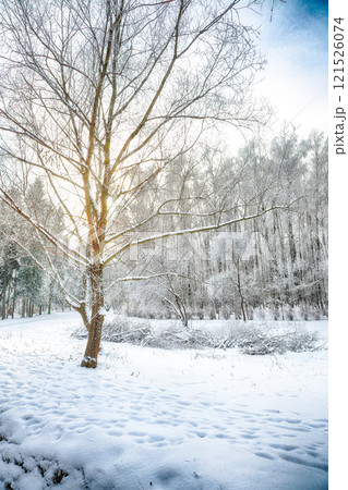 Incredible landscape with snow-covered trees in the city park. 121526074