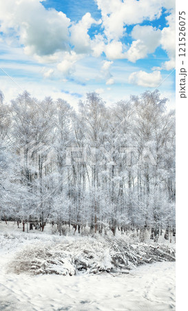 Incredible landscape with snow-covered trees in the city park. 121526075