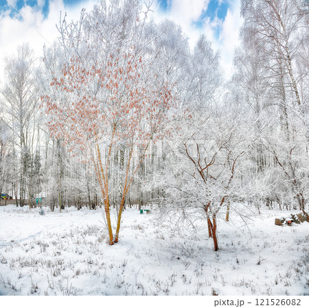 Majestic landscape with snow-covered trees in the city park. 121526082