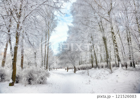 Picturesque landscape with snow-covered trees in the city park. Picturesque landscape with snow-covered trees in the city park. 121526083