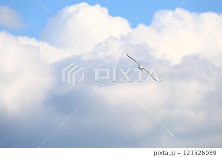 冬の海で空を飛ぶカモメ 冬の海で空を飛ぶカモメ 121526089