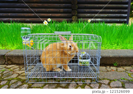 うさぎ うさぎ 121526099