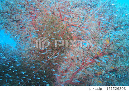 座間味島の珊瑚礁に群れるキンメモドキ　水中写真 121526208