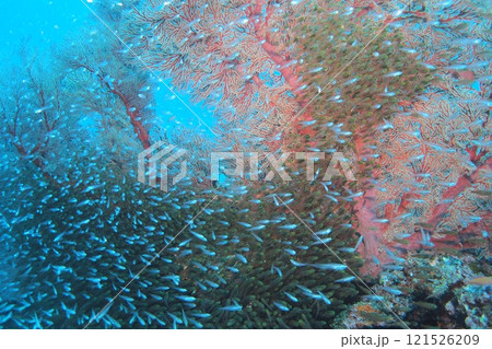 座間味島の珊瑚礁に群れるキンメモドキ　水中写真 121526209