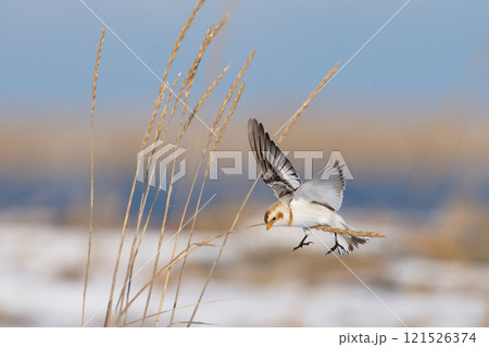 ユキホオジロ Snow Bunting ユキホオジロ Snow Bunting 121526374