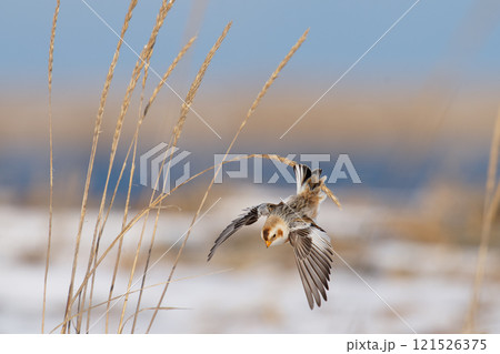 ユキホオジロ Snow Bunting ユキホオジロ Snow Bunting 121526375