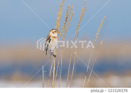 ユキホオジロ Snow Bunting ユキホオジロ Snow Bunting 121526376