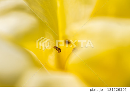 黄色い薔薇の奥の奥 121526395