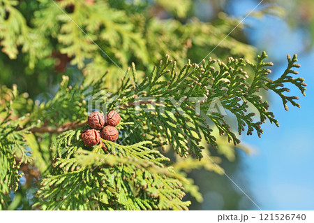 茶色いヒノキの実(冬、十二月) 茶色いヒノキの実(冬、十二月) 121526740