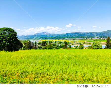 飯山市・菜の花公園（春） 121526857