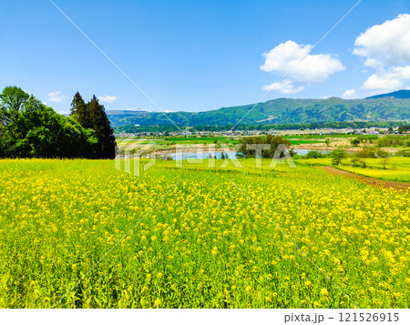 飯山市・菜の花公園(春) 飯山市・菜の花公園(春) 121526915