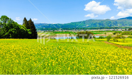 飯山市・菜の花公園（春） 121526916