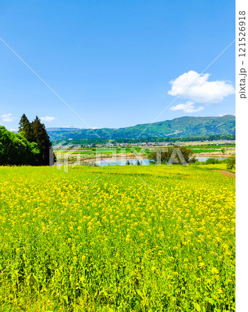 飯山市・菜の花公園(春) 飯山市・菜の花公園(春) 121526918