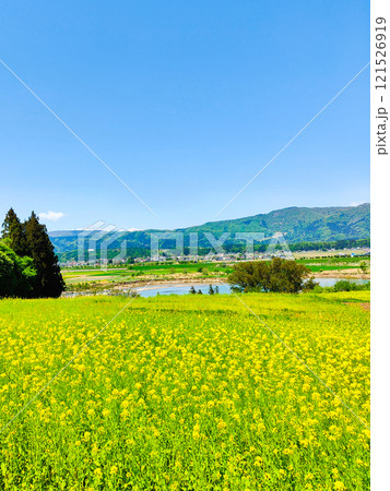 飯山市・菜の花公園（春） 121526919