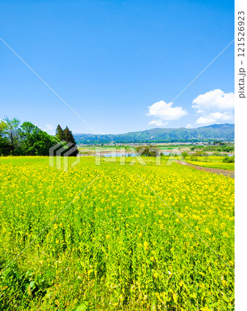 飯山市・菜の花公園(春) 飯山市・菜の花公園(春) 121526923