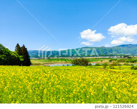 飯山市・菜の花公園（春） 121526924