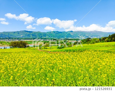 飯山市・菜の花公園(春) 飯山市・菜の花公園(春) 121526931