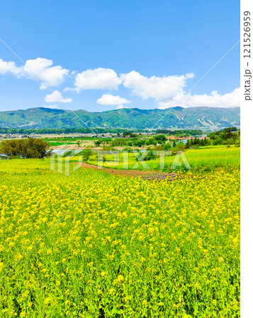 飯山市・菜の花公園（春） 121526959