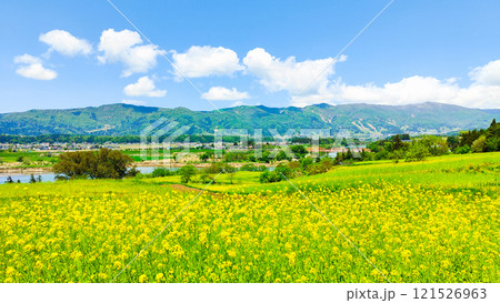 飯山市・菜の花公園（春） 121526963