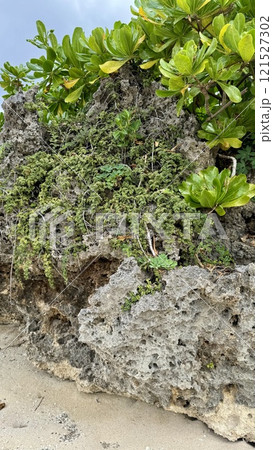 沖縄のビーチにある岩と植物 冬の沖縄 沖縄のビーチにある岩と植物 冬の沖縄 121527302